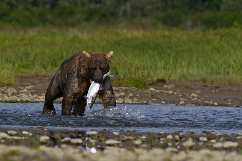 Grizzly Bear With Salmon